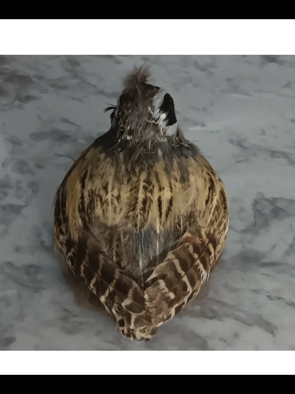 N/A adorable feathered